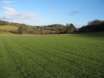 Premium Meadow Turf