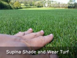 Supina Shade Devon lawn turf grown to TGA standards