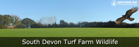 Wildlife in South Devon 