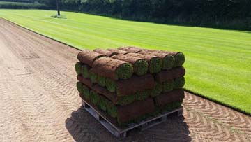 Poa supina turf in Devon, UK